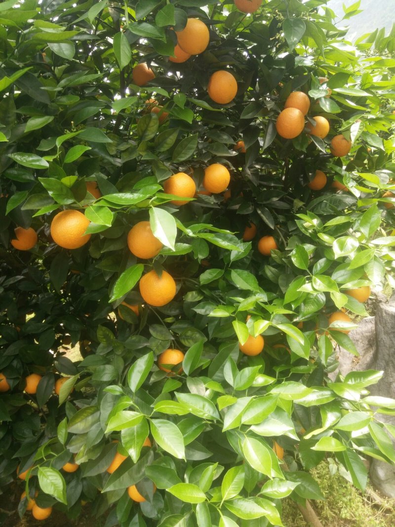 夏橙，桂林石山橙子，大个桂夏1号，产地直销橙子，弗罗斯特