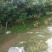 夏橙，桂林石山橙子，大个桂夏1号，产地直销橙子，弗罗斯特