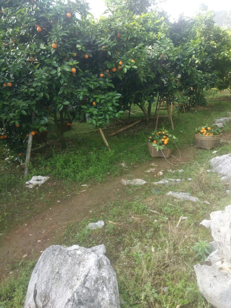 夏橙，桂林石山橙子，大个桂夏1号，产地直销橙子，弗罗斯特
