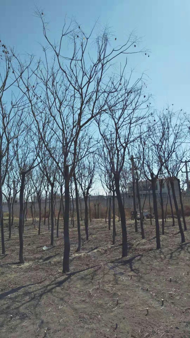 栾树