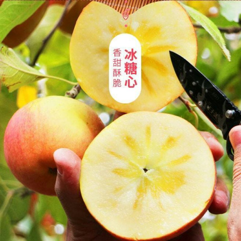 冰糖心苹果苗包品种包成活率