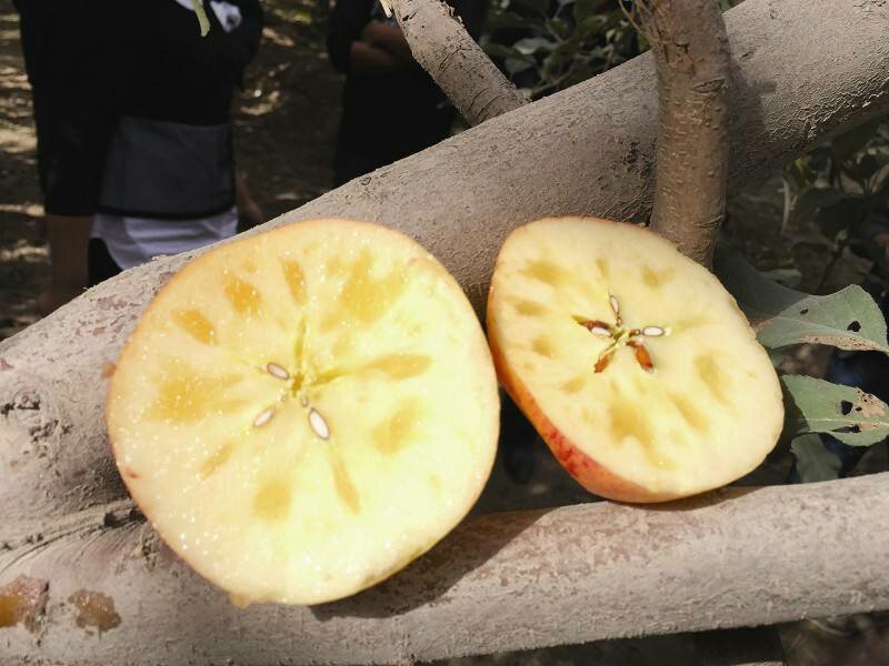 冰糖心苹果苗包品种包成活率