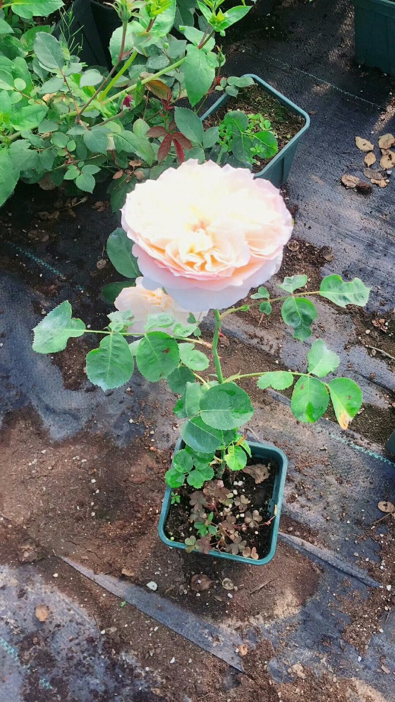大花月季价格