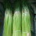 【精品】蒜薹杂交蒜苔热卖中50~60cm产地直供