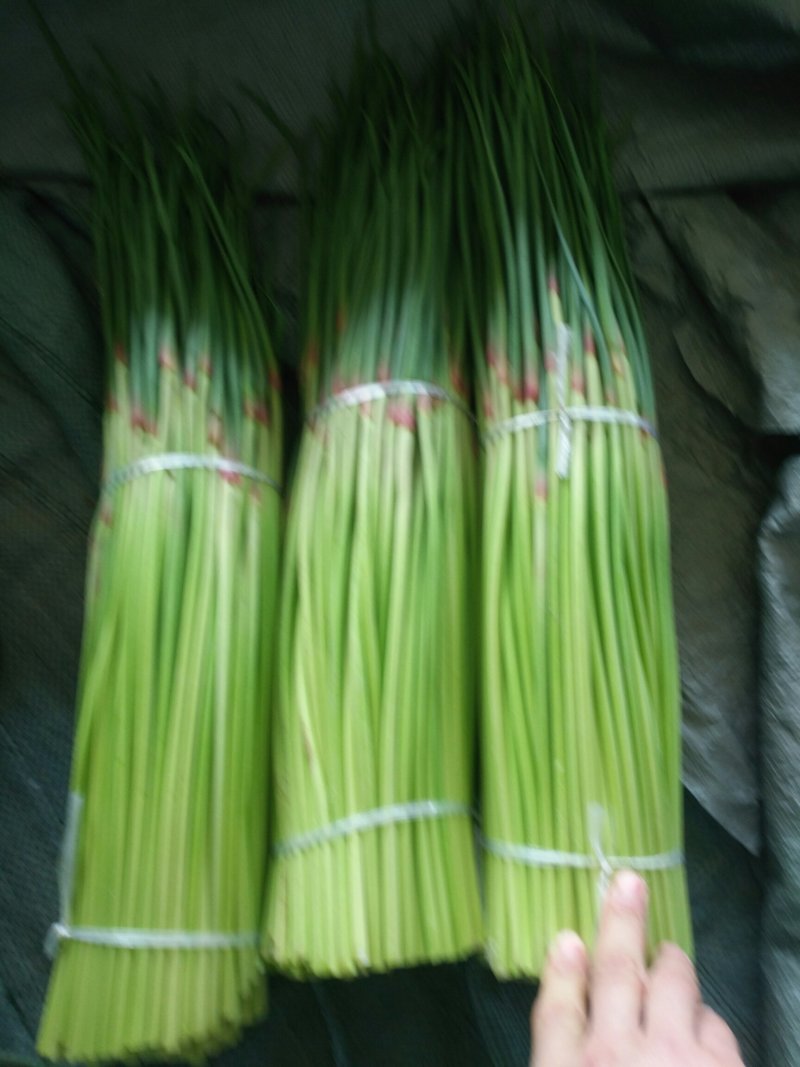 【精品】蒜薹杂交蒜苔热卖中50~60cm产地直供