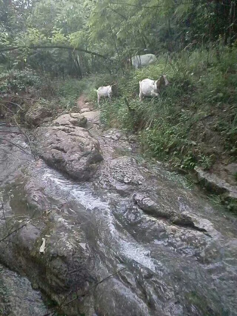 原生态富硒山羊