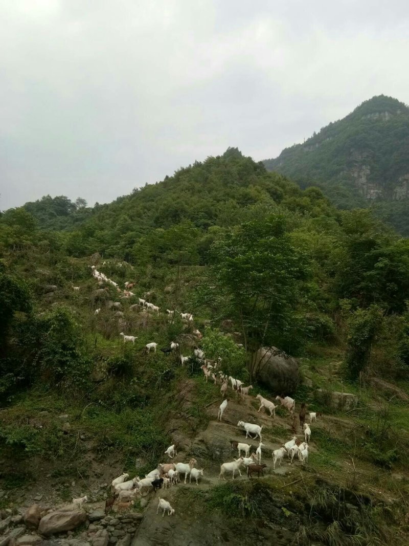 原生态富硒山羊