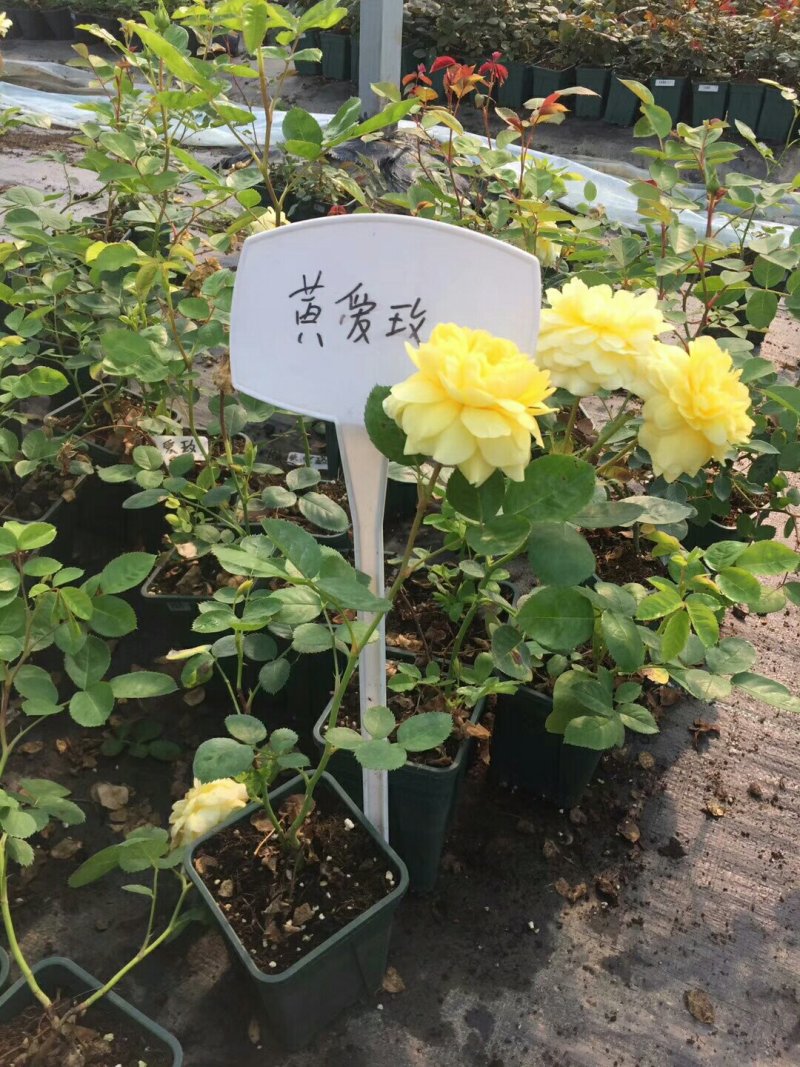 欧洲月季哪里有卖价格多少