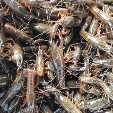 虾苗，洪湖优质淡水小龙虾虾苗种虾大型养殖基地欢迎合作