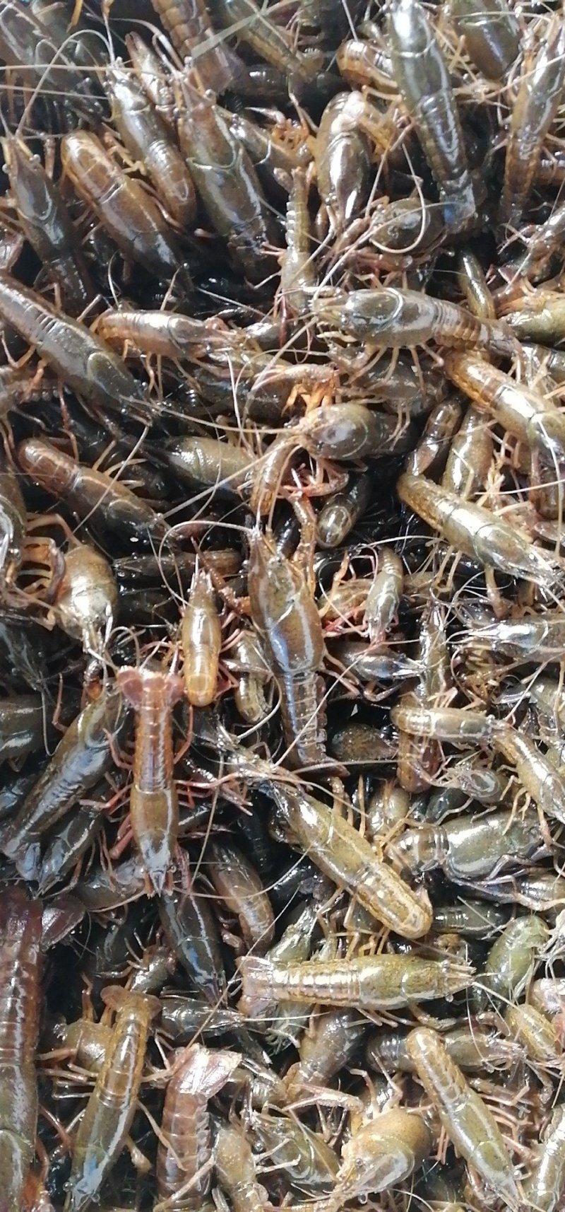 虾苗，洪湖优质淡水小龙虾虾苗种虾大型养殖基地欢迎合作