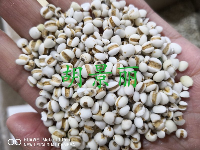 薏米薏苡仁药食两用食用级别小粒新米量大从优