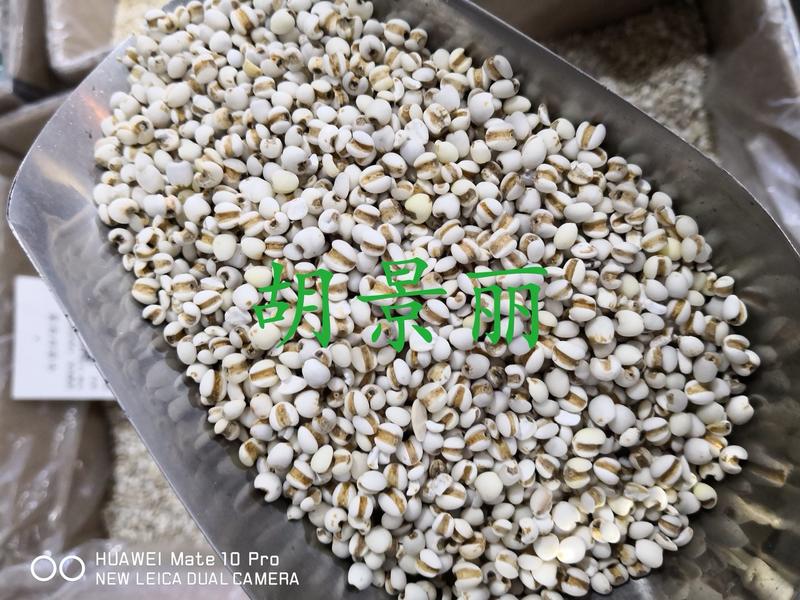 薏米薏苡仁药食两用食用级别小粒新米量大从优