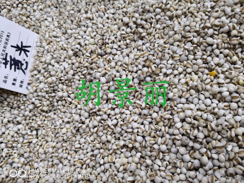 薏米薏苡仁药食两用食用级别小粒新米量大从优