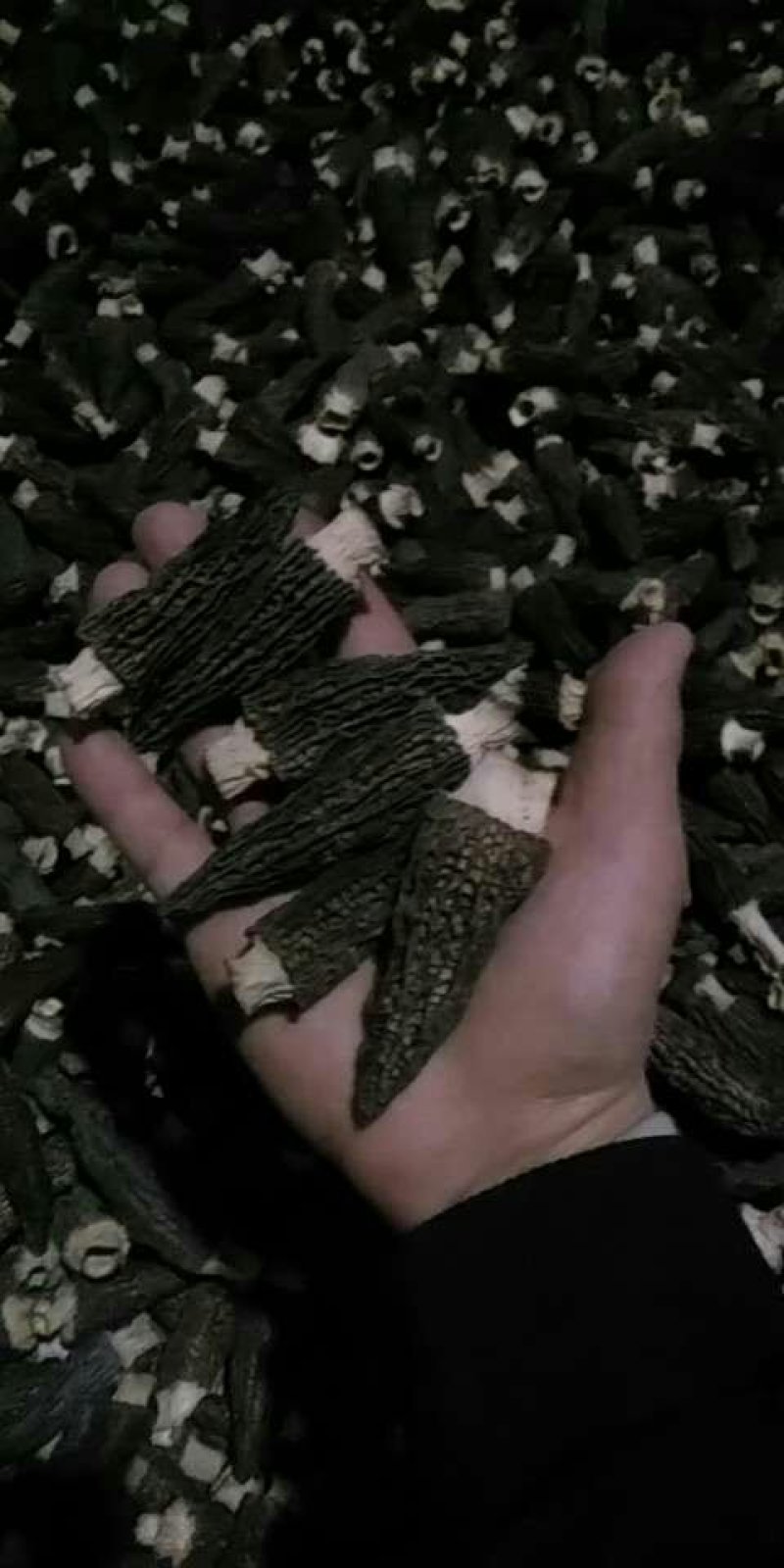 羊肚菌鲜品，干品，批发，零售一件代发l
