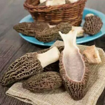 羊肚菌鲜品，干品，批发，零售一件代发l