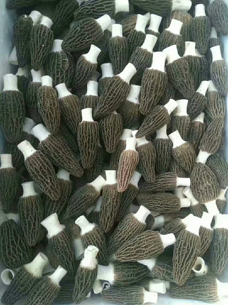 羊肚菌鲜品，干品，批发，零售一件代发l