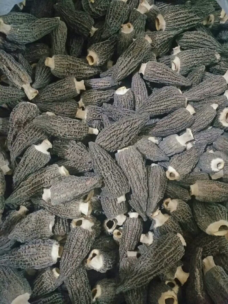 羊肚菌鲜品，干品，批发，零售一件代发l