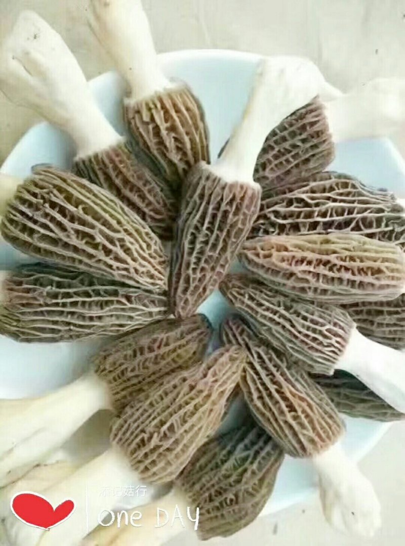 羊肚菌鲜品，干品，批发，零售一件代发l