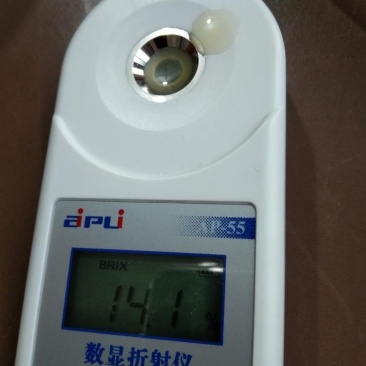 高石脆瓜