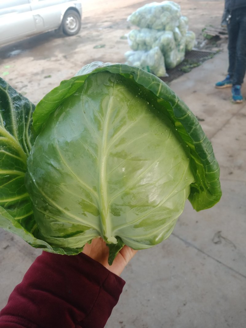 山东郯城红花镇，牛心甘蓝，圆球型甘蓝，松软型，和硬球型，