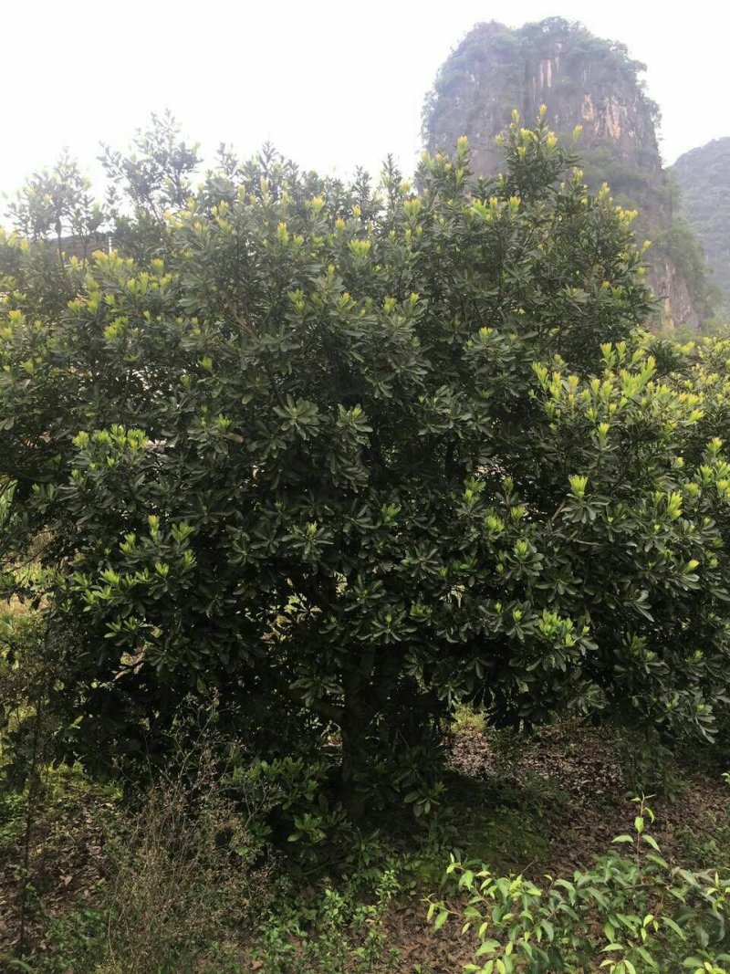 杨梅树，嫁接挂果乌梅，杨梅，树形圆润，漂亮美观！