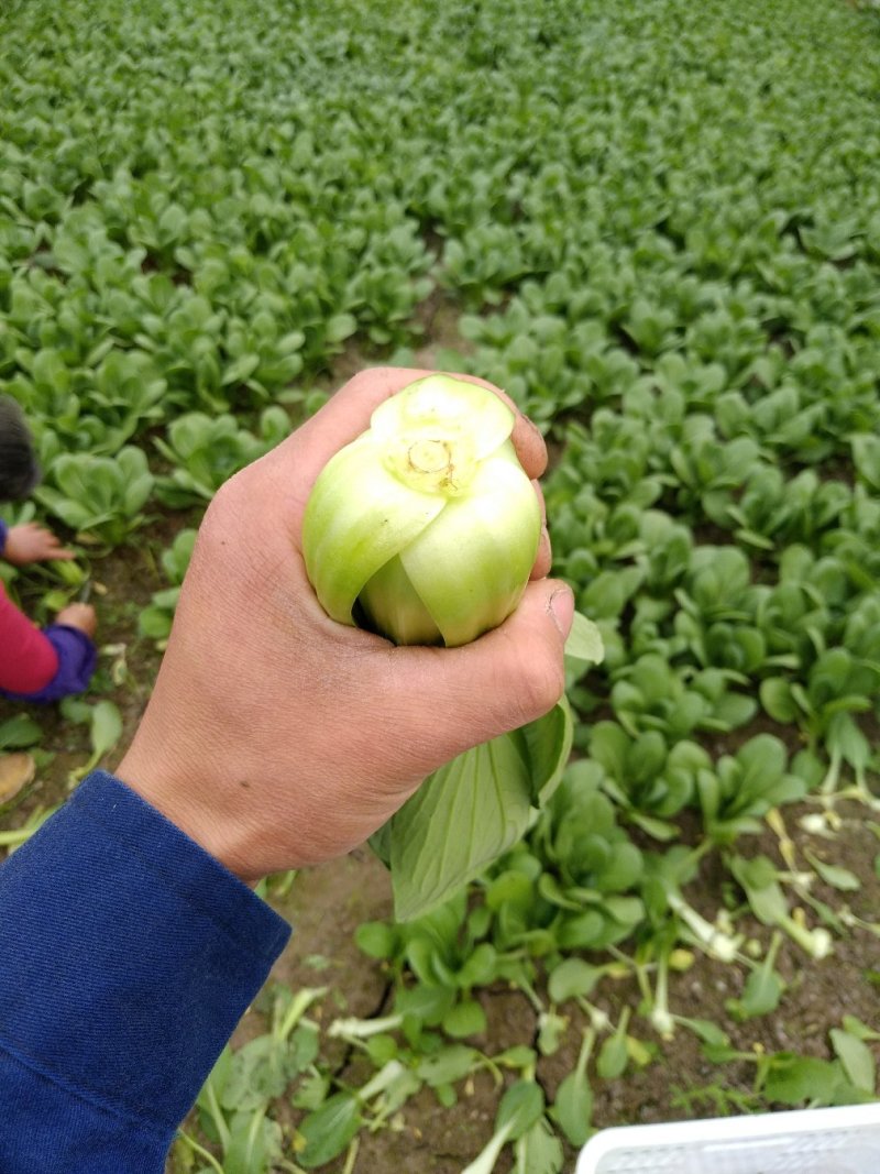【精品】上海青青梗小油菜改良金品28货源充全国发货