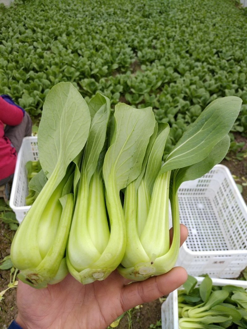 【精品】上海青青梗小油菜改良金品28货源充全国发货