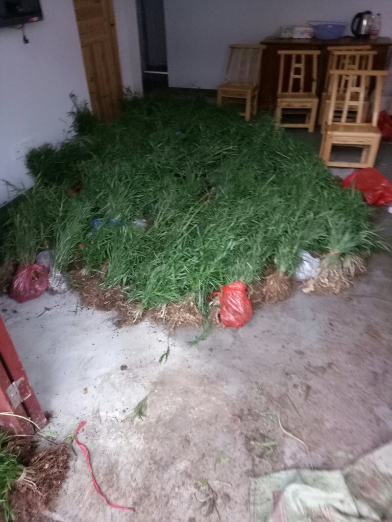 黄精种苗