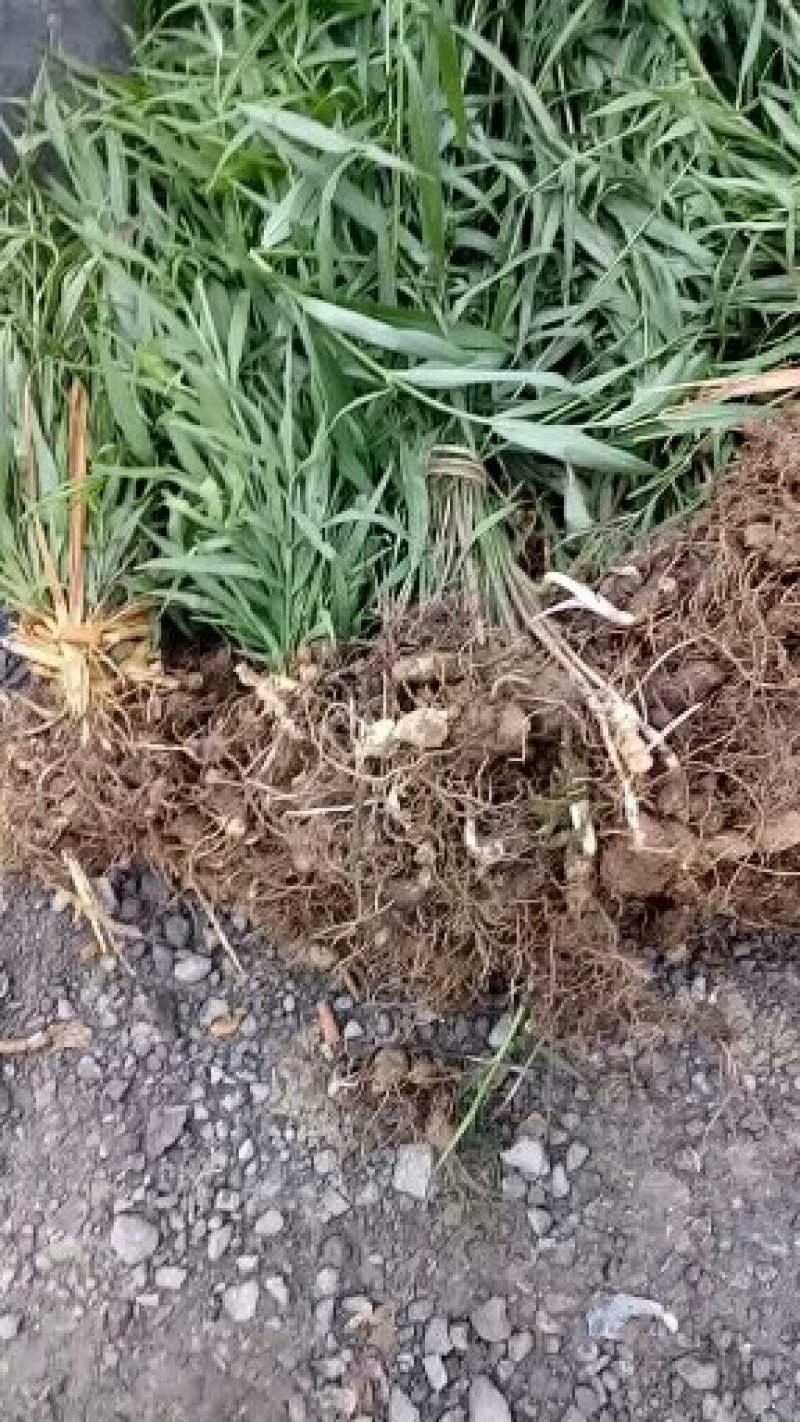 黄精种苗