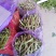 紫花油豆