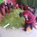 紫花油豆