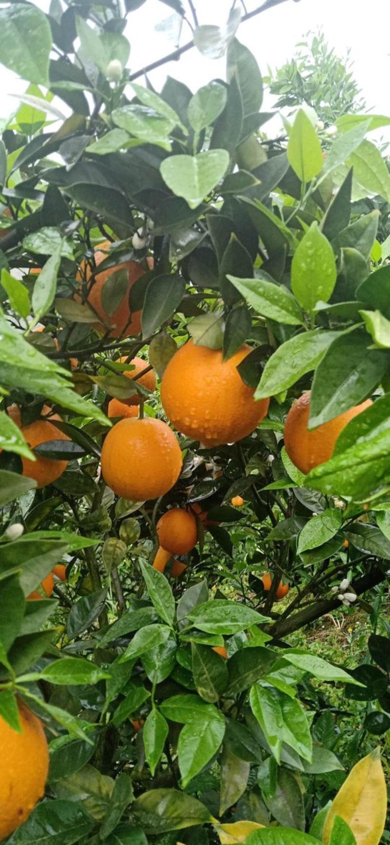 夏橙子橙子夏橙，，，，，，，，，，，，，，，