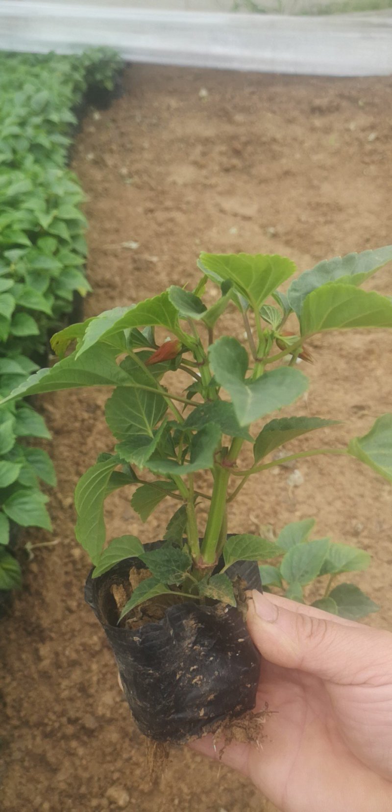 产地直销精品一串红草花，绿化工程造型租摆规格齐全量大优惠