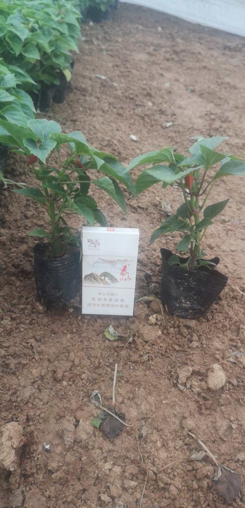 产地直销精品一串红草花，绿化工程造型租摆规格齐全量大优惠