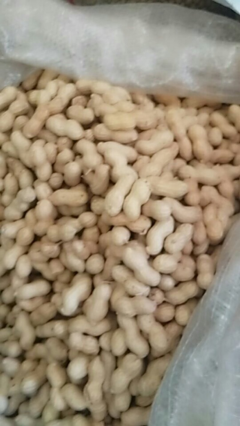 小花生，颗粒饱满，色译亮丽