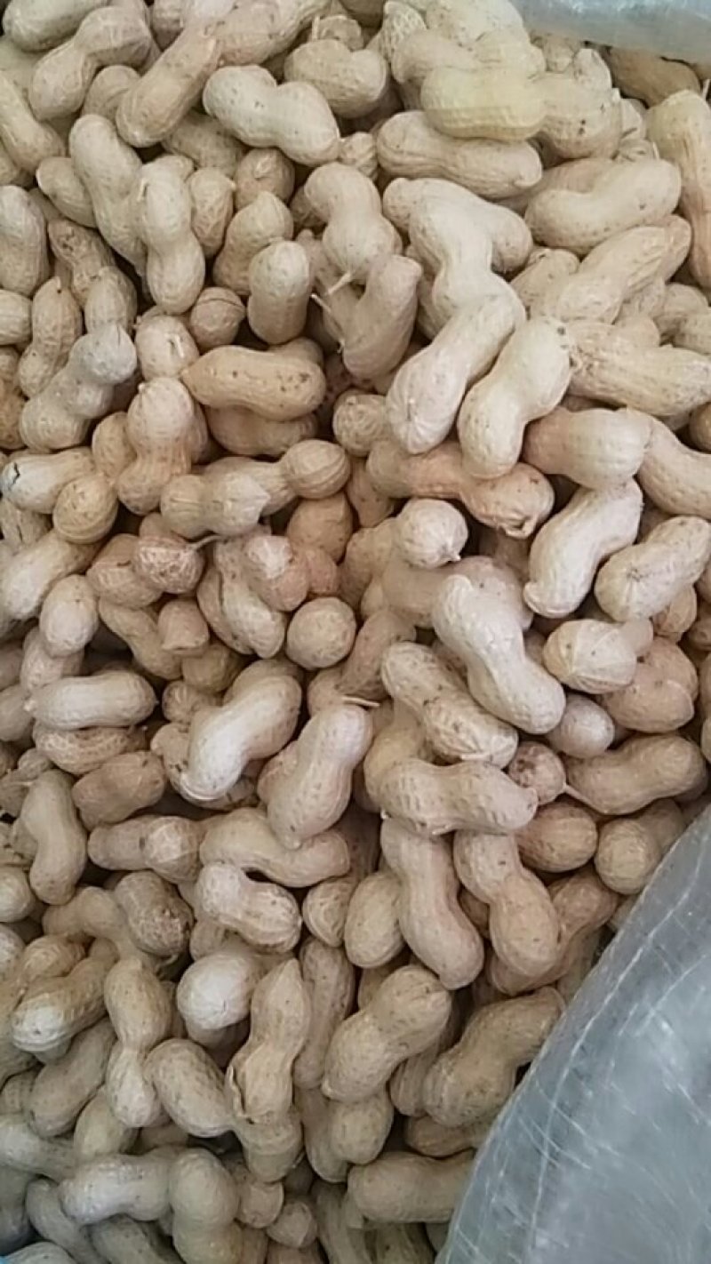 小花生，颗粒饱满，色译亮丽