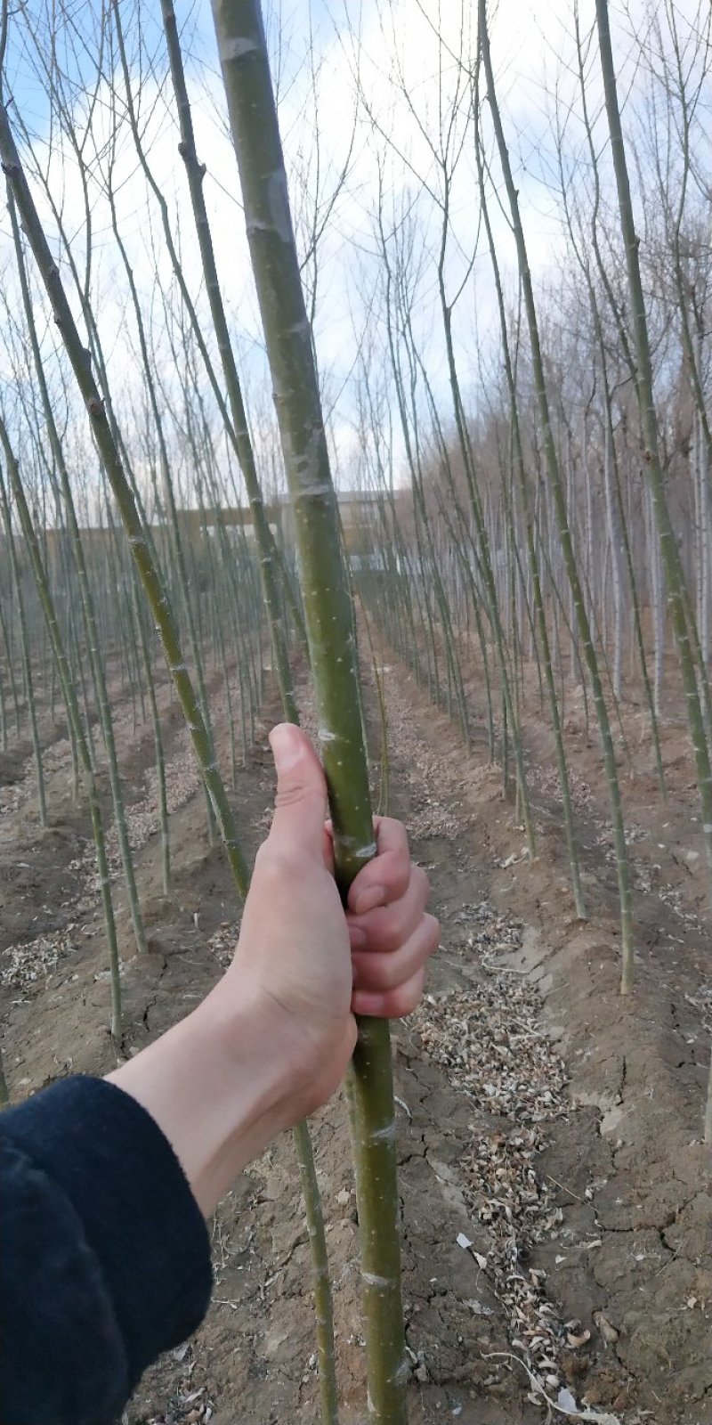 馒头柳一二三年生树直