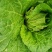 大白菜4~6斤净菜