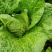 大白菜4~6斤净菜