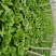 大白菜4~6斤净菜