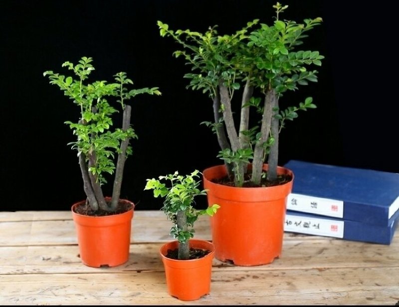 小叶紫檀盆景黑檀树桩四季常青绿植盆栽办公室内净化空气植物