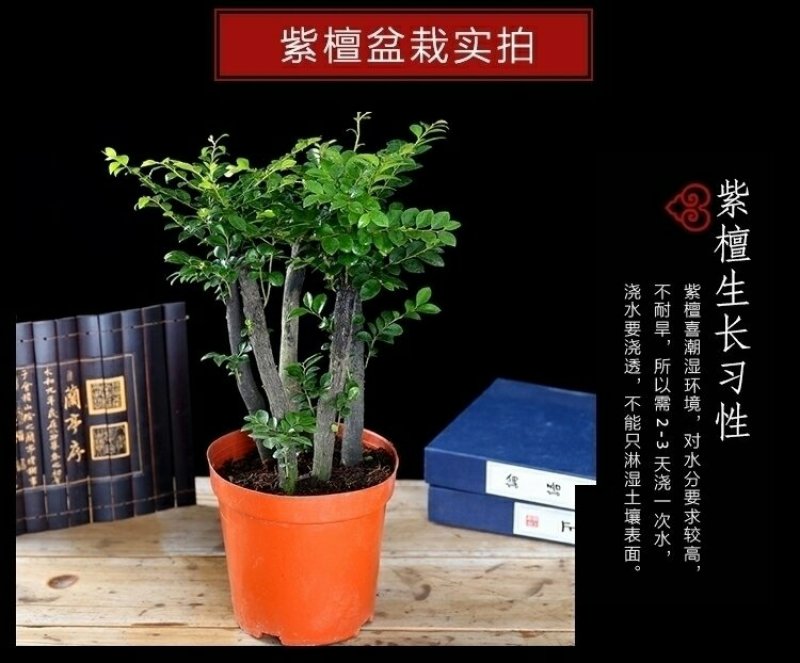 小叶紫檀盆景黑檀树桩四季常青绿植盆栽办公室内净化空气植物