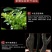 小叶紫檀盆景黑檀树桩四季常青绿植盆栽办公室内净化空气植物