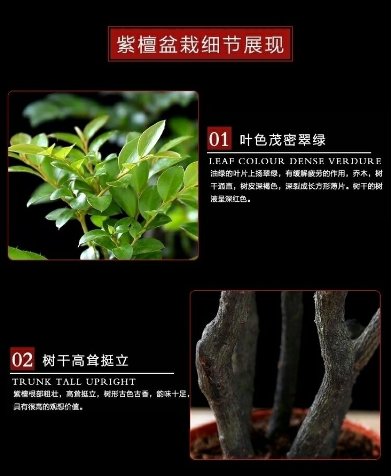 小叶紫檀盆景黑檀树桩四季常青绿植盆栽办公室内净化空气植物