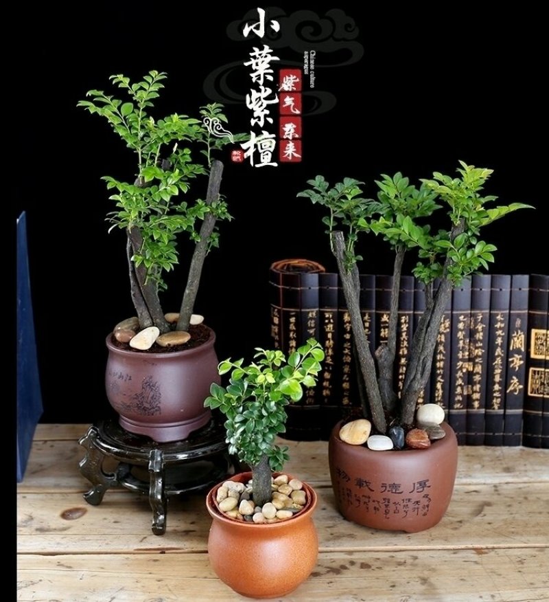 小叶紫檀盆景黑檀树桩四季常青绿植盆栽办公室内净化空气植物