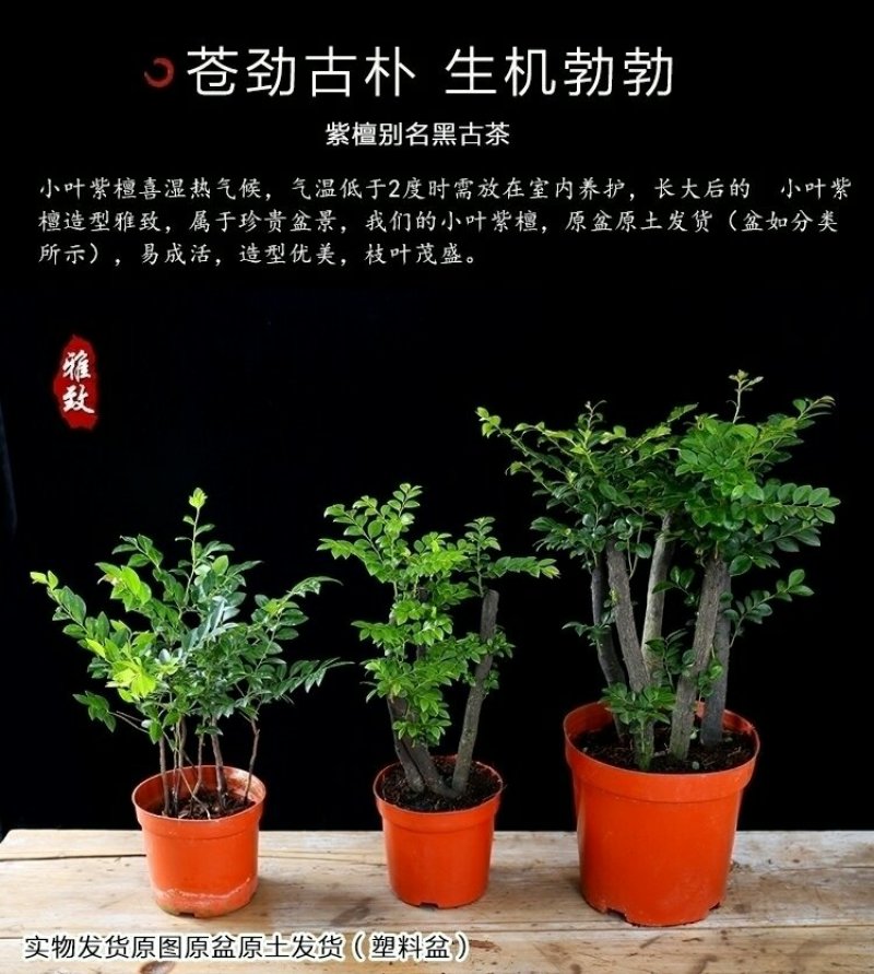 小叶紫檀盆景黑檀树桩四季常青绿植盆栽办公室内净化空气植物
