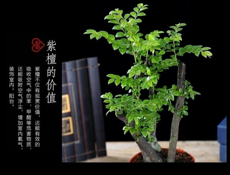 小叶紫檀盆景黑檀树桩四季常青绿植盆栽办公室内净化空气植物
