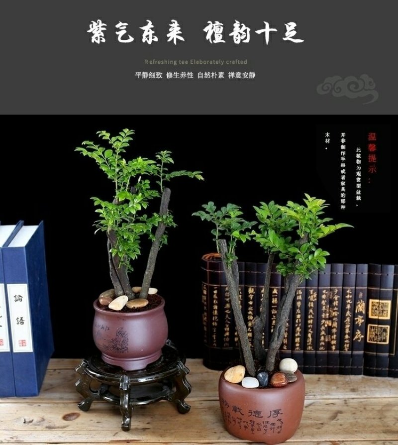 小叶紫檀盆景黑檀树桩四季常青绿植盆栽办公室内净化空气植物