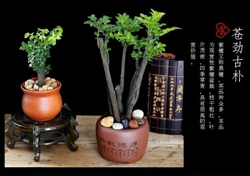 小叶紫檀盆景黑檀树桩四季常青绿植盆栽办公室内净化空气植物
