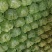 甘蓝(洋白菜)